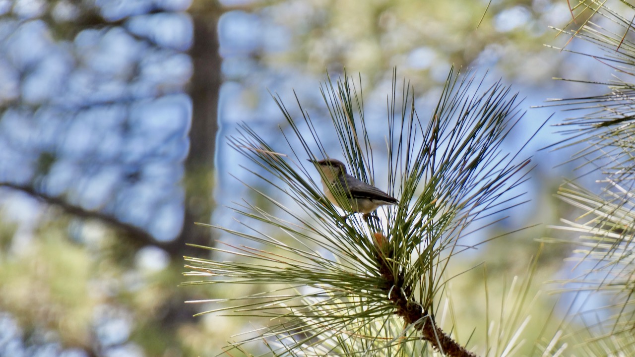 Pygmy Nuthatch