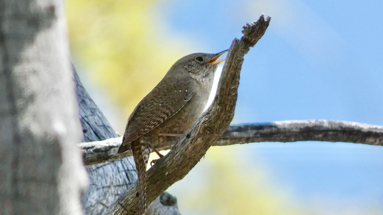 House Wren