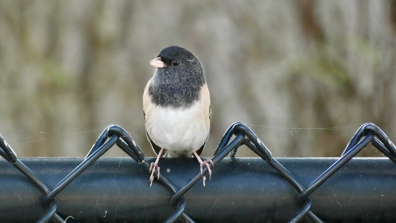 Dark-Eyed Junco