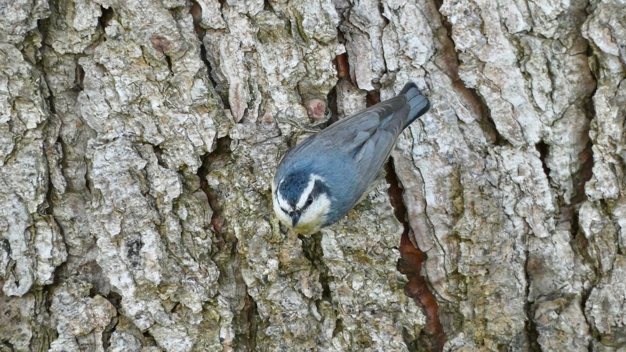 Red-Breasted Nuthatch