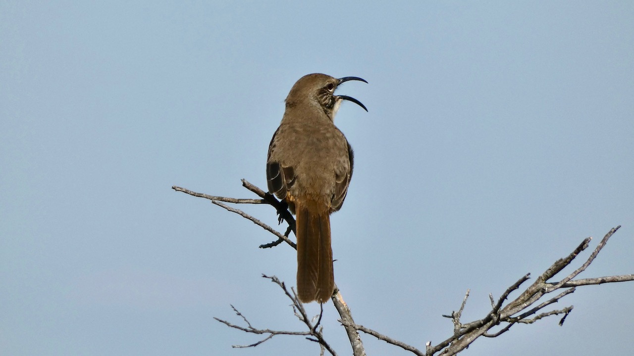 California Thrasher