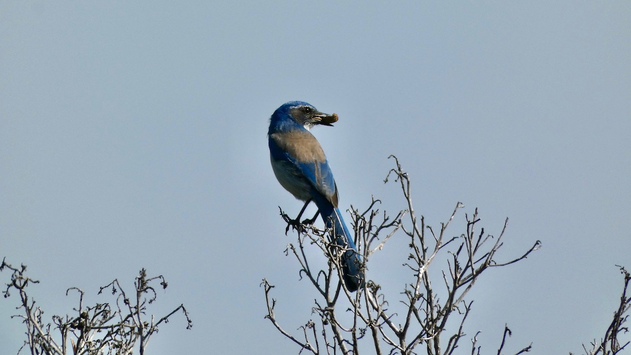 California Scrub-Jay