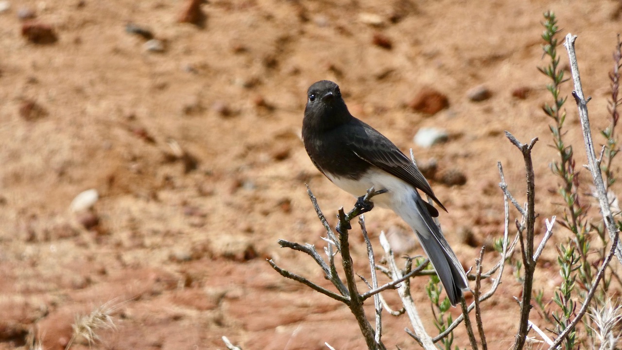 Black Phoebe