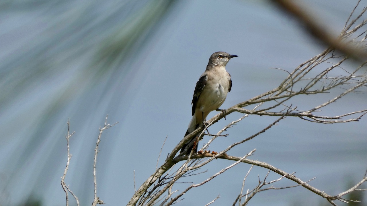 Northern Mockingbird