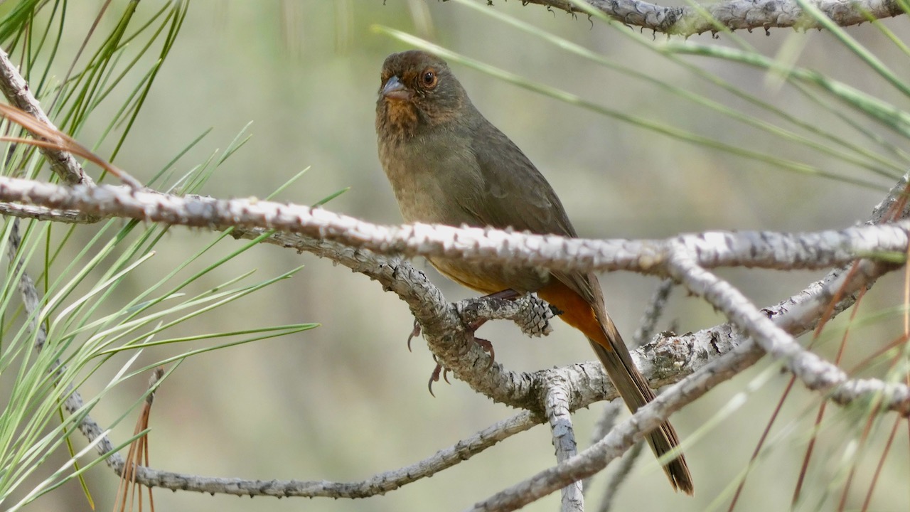 California Towhee