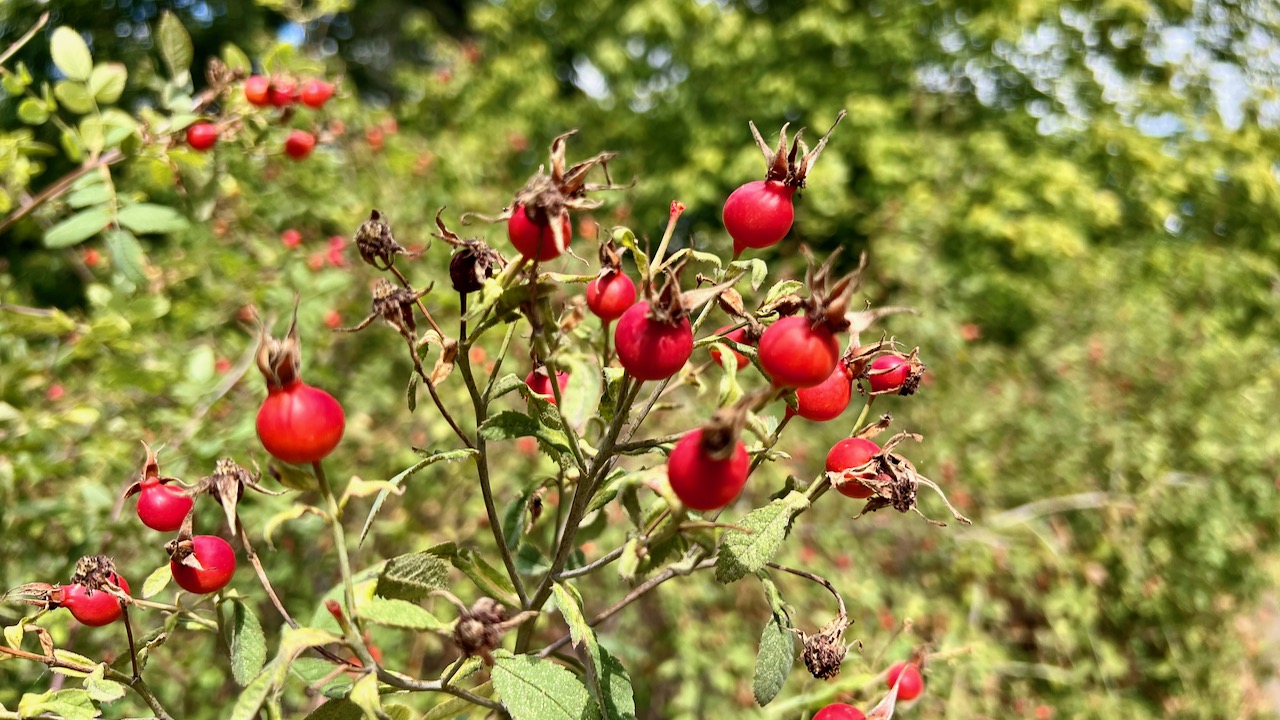 Rose hip