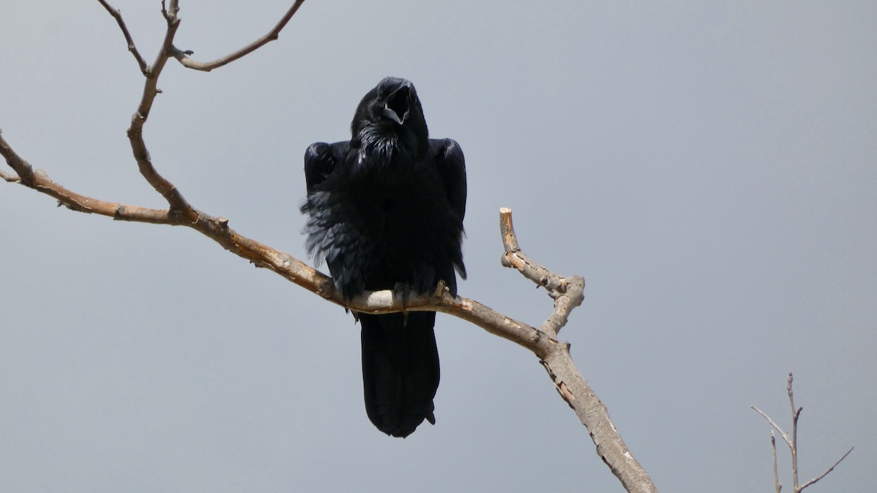 Common Raven