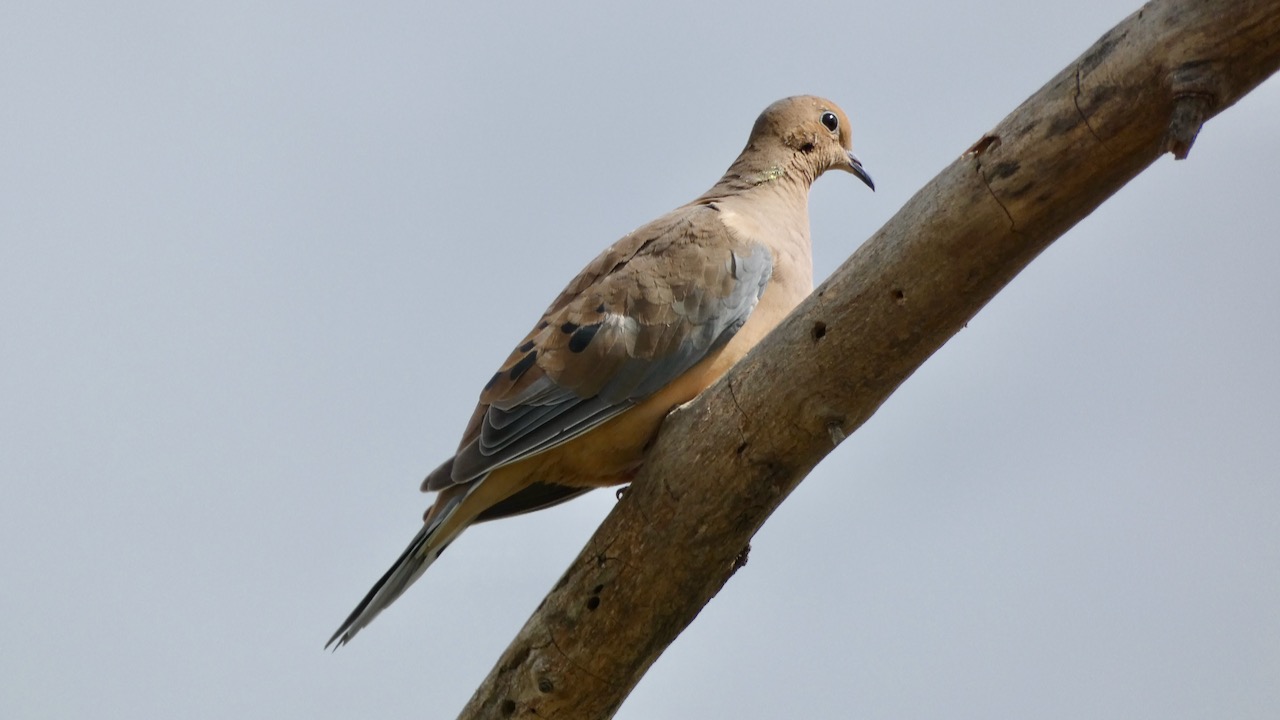 Mourning Dove