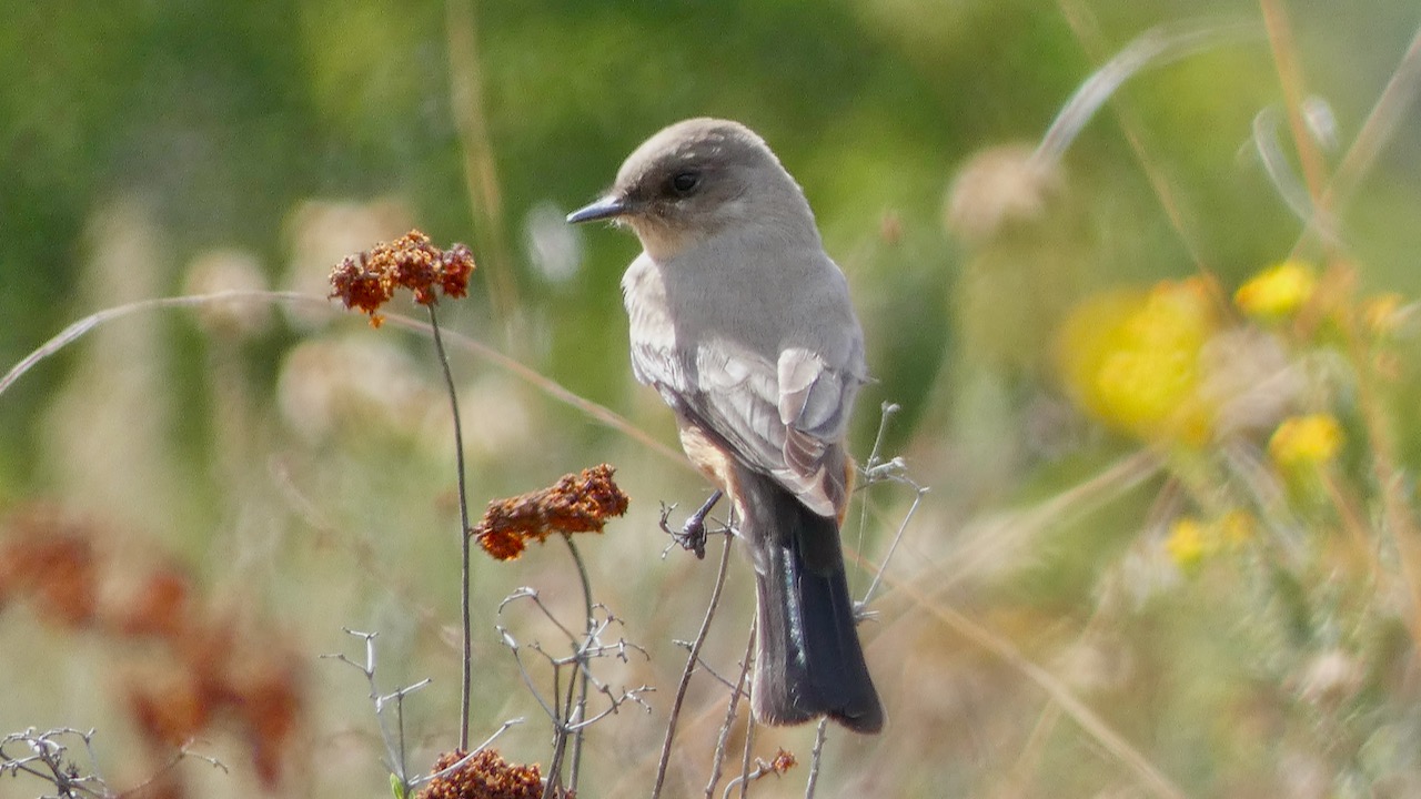 Say's Phoebe