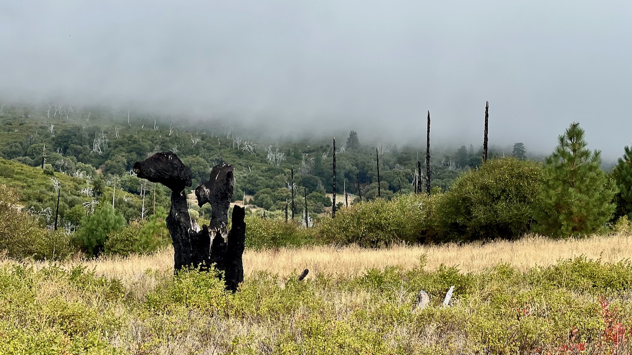 Burned Tree