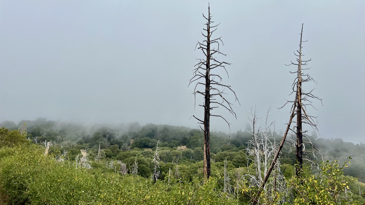 Old Trees