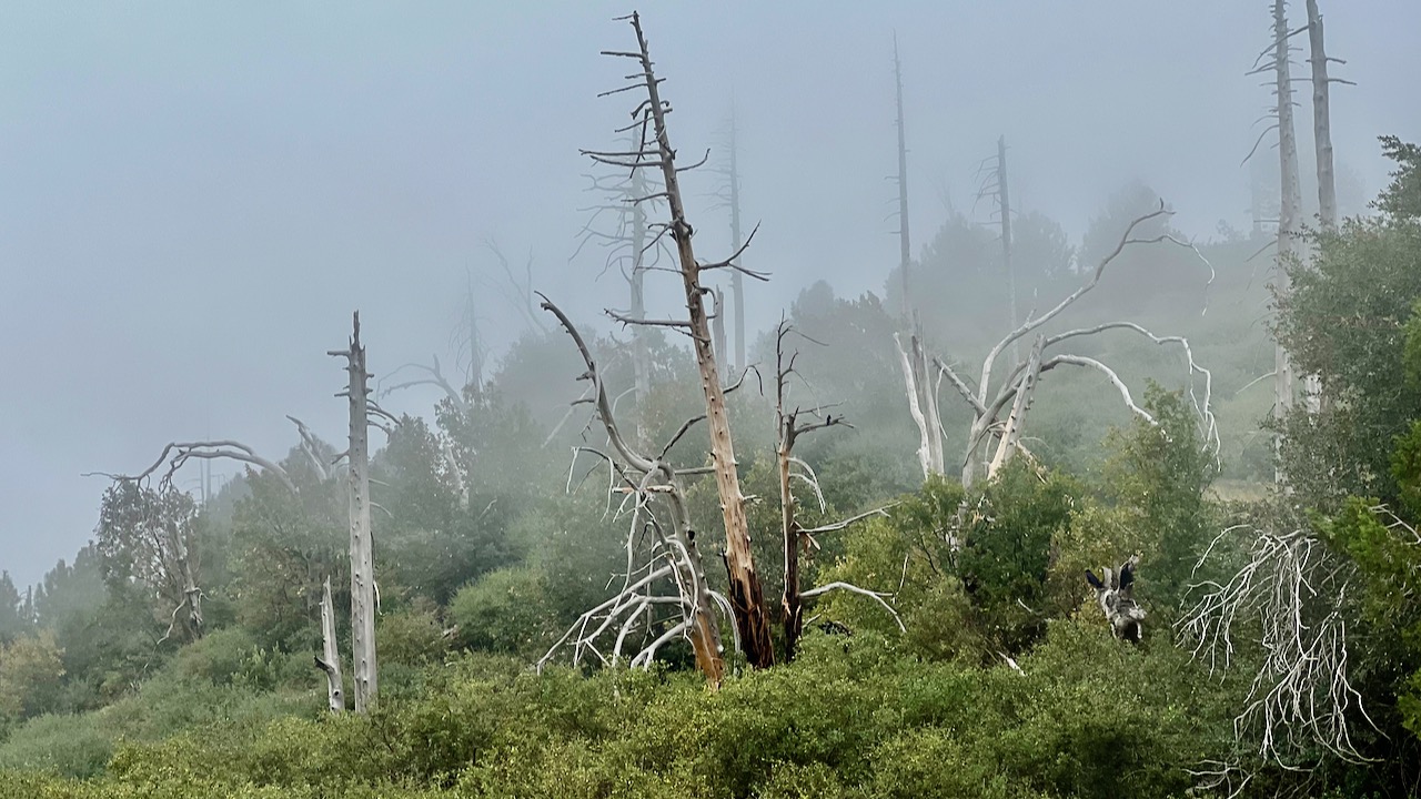 Spooky Forest