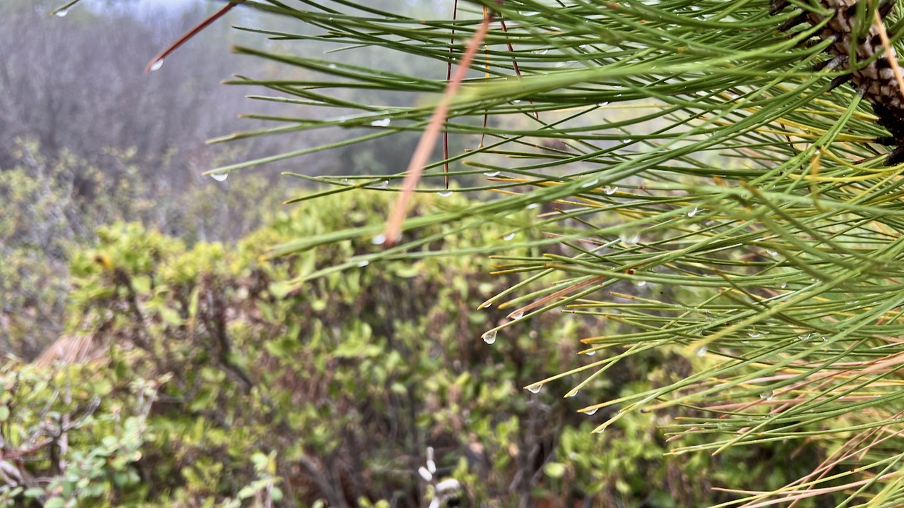 Dew-covered Pine Needles