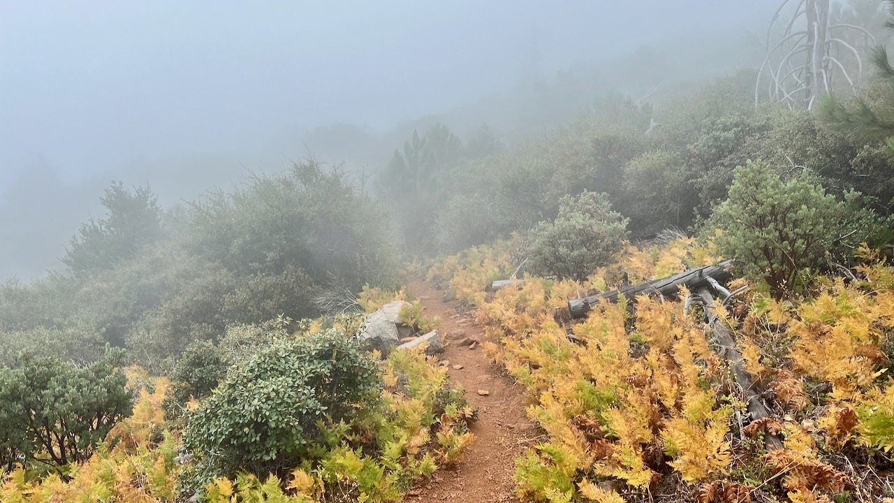 Trail View