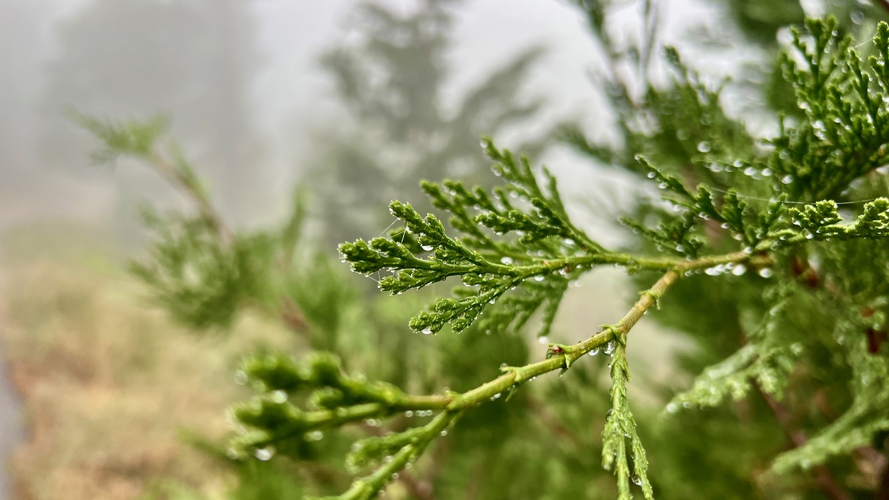 Dew-covered Incense Cedar