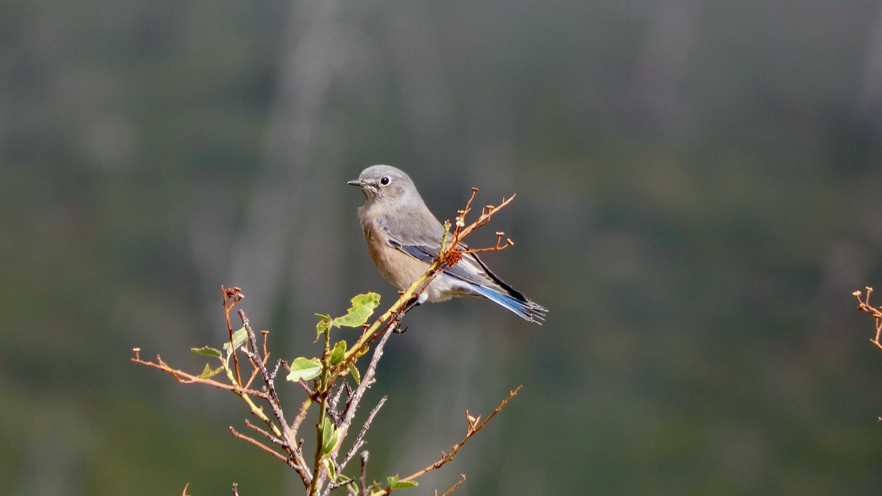 Western Bluebird (Female)