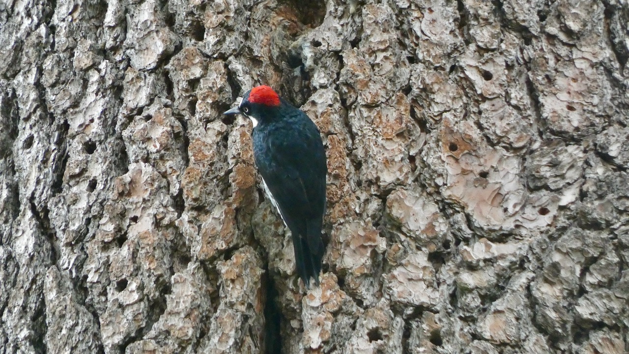 Acorn Woodpecker