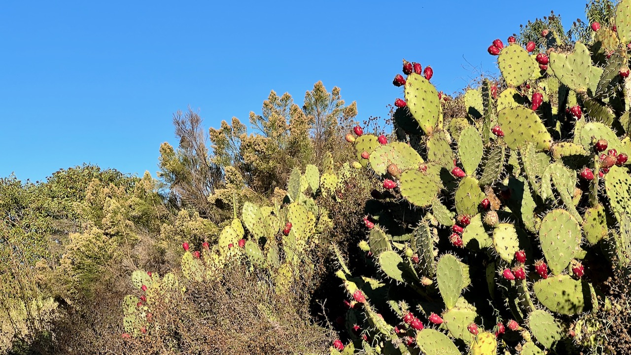 Prickly Pear Cactus