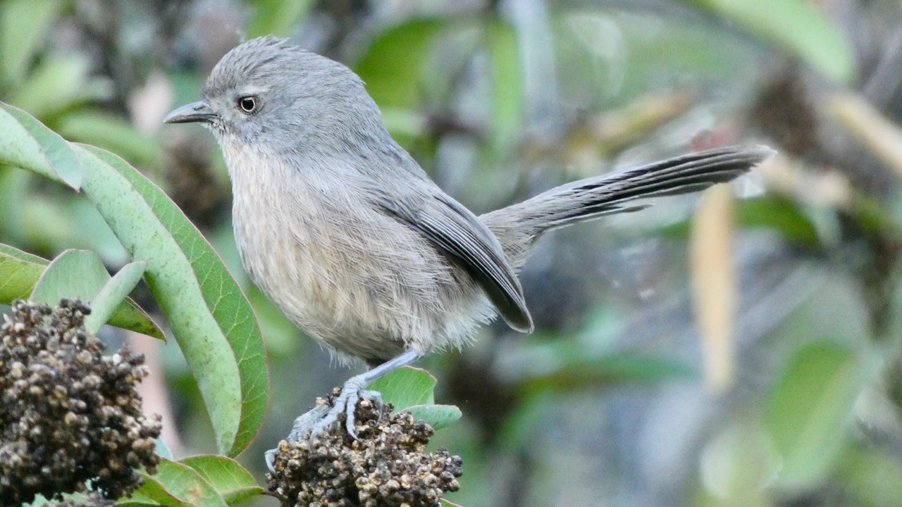 Bushtit