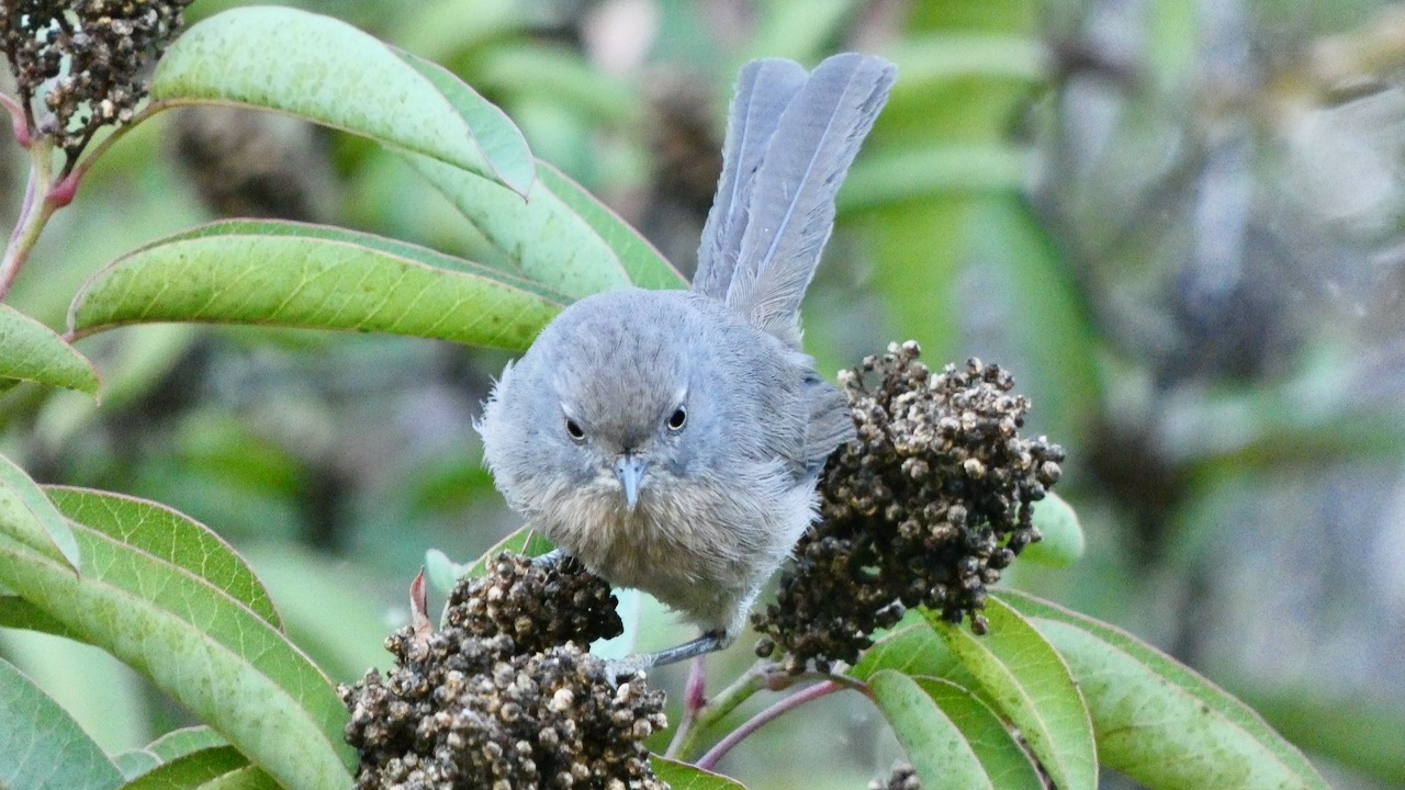 Bushtit