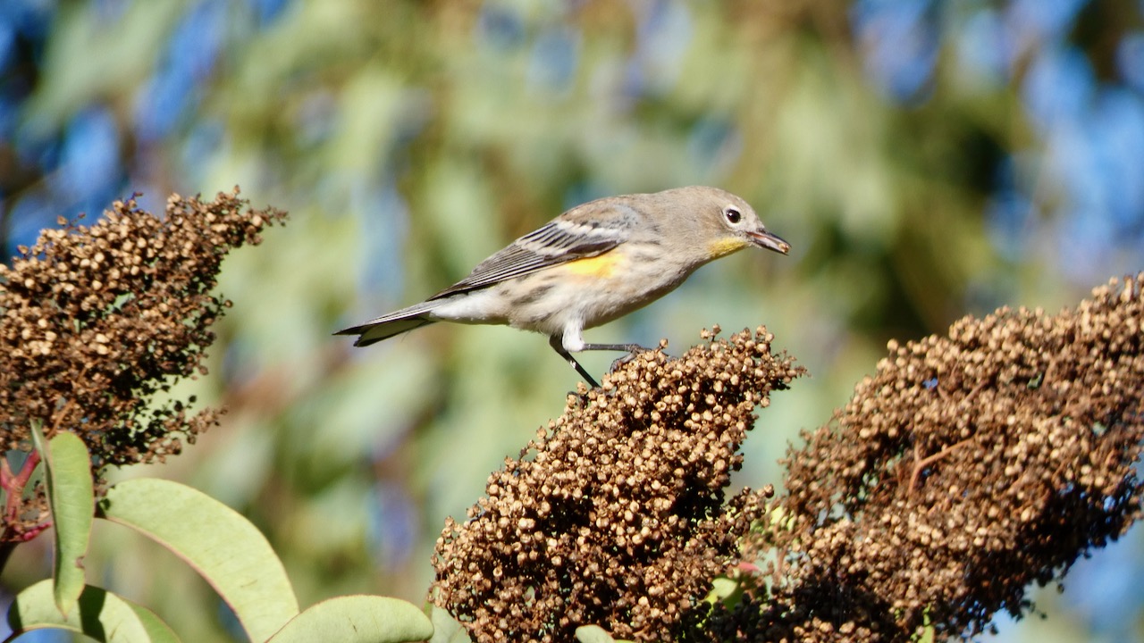 Yellow-rumped Warbler