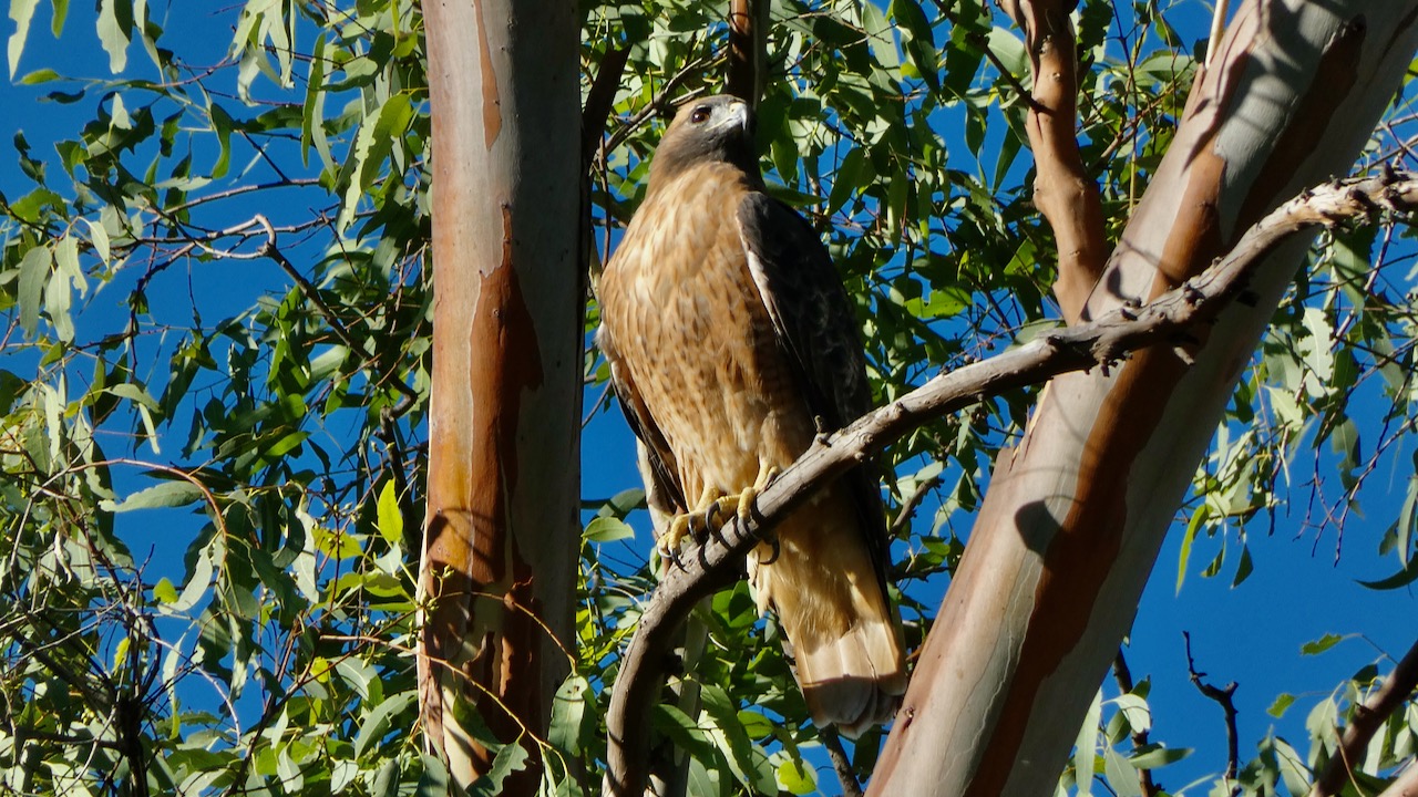 Red-Tailed Hawk