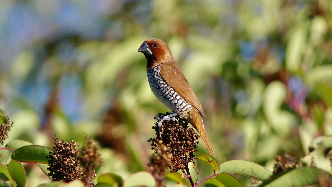 Scaly-breasted Munia