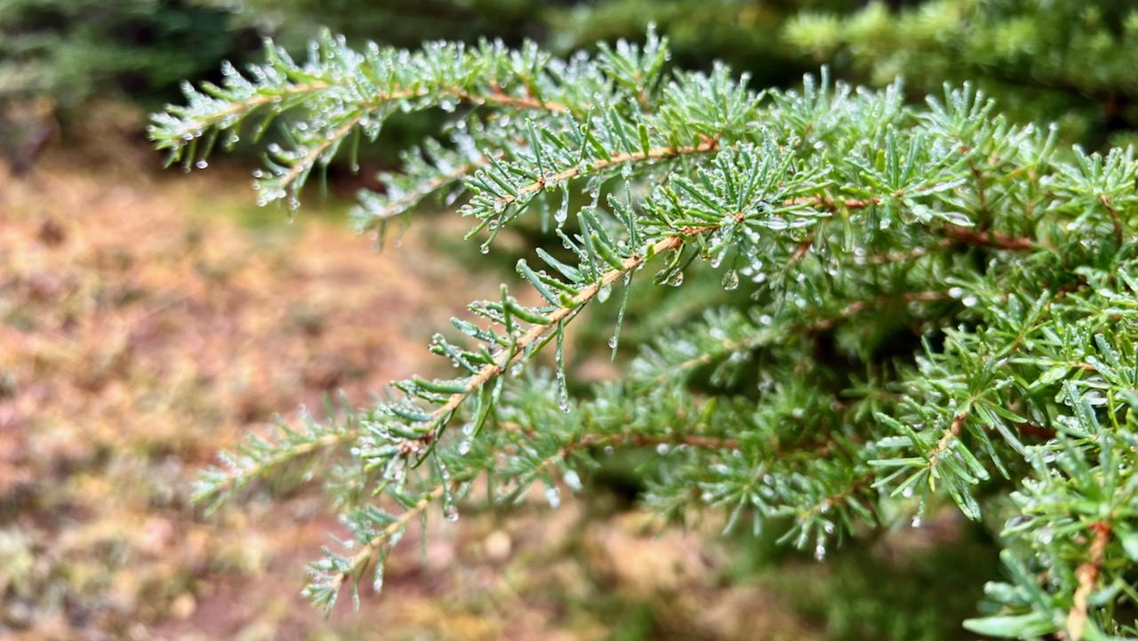 Pine Needles