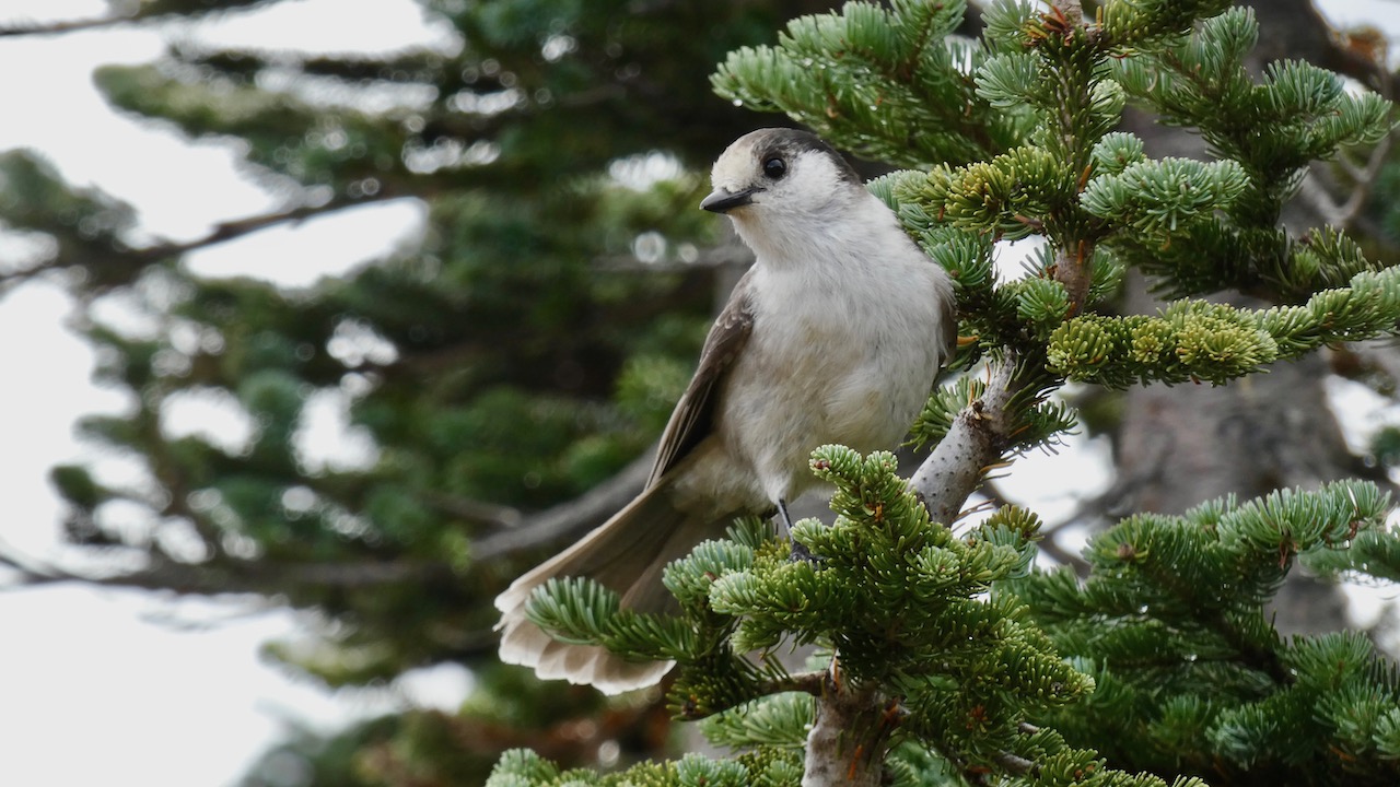 Canada Jay