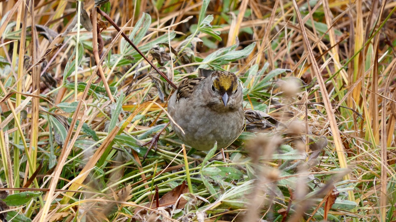 Golden-Crowned Sparrow