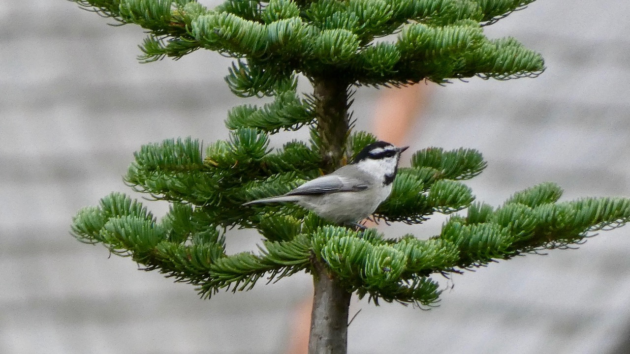 Mountain Chickadee