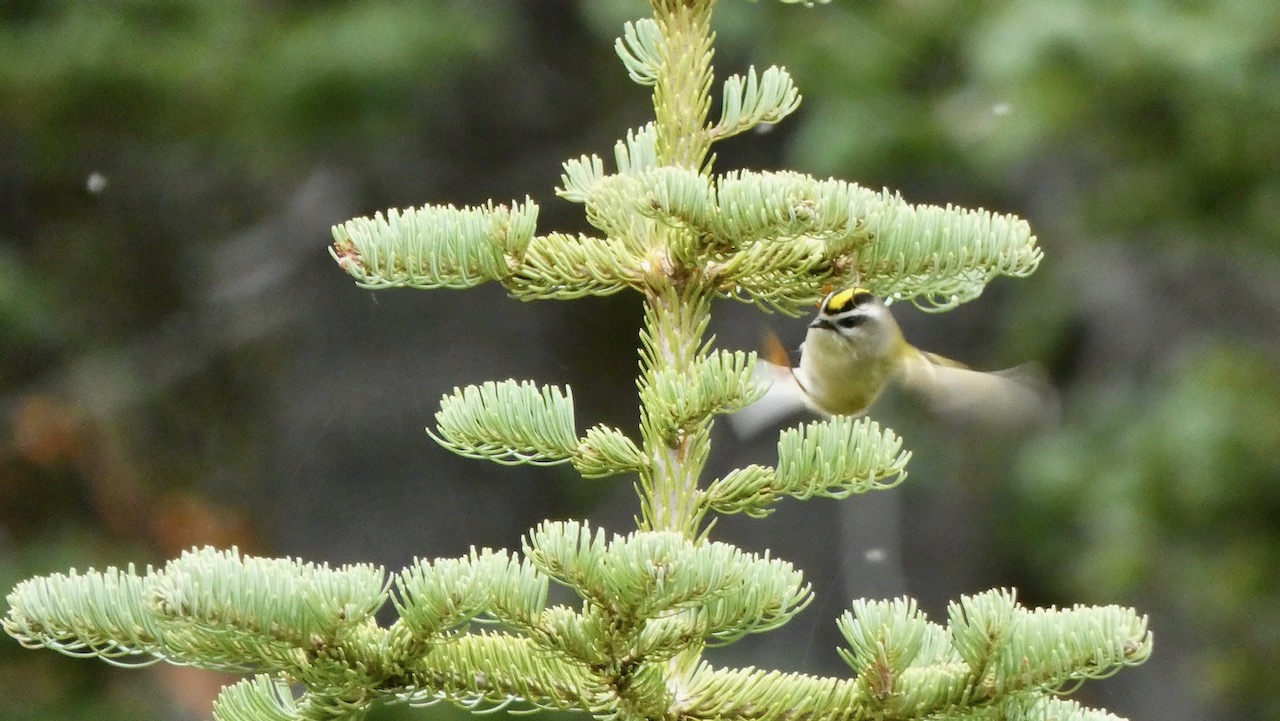 Golden-Crowned Kinglet