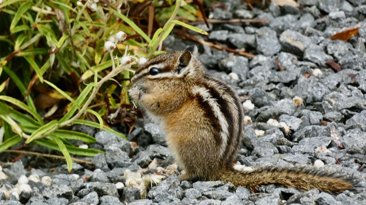 Chipmunk snacking