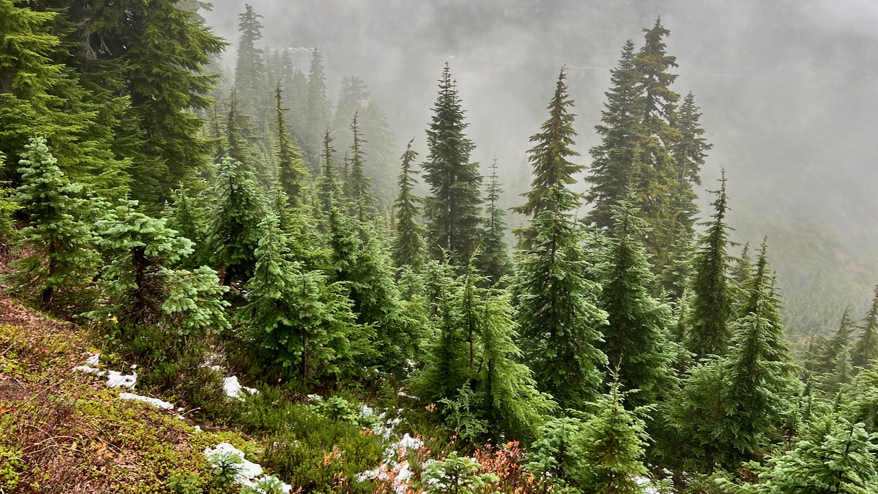 Misty Forest