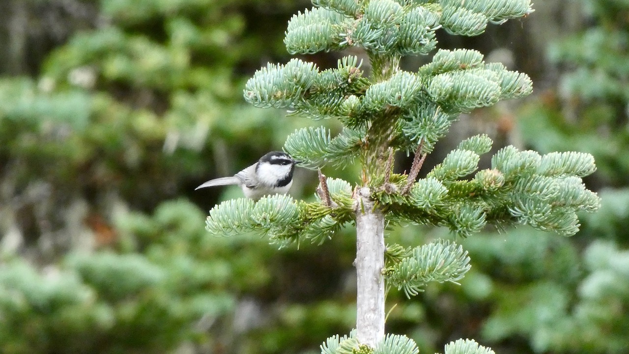 Mountain Chickadee