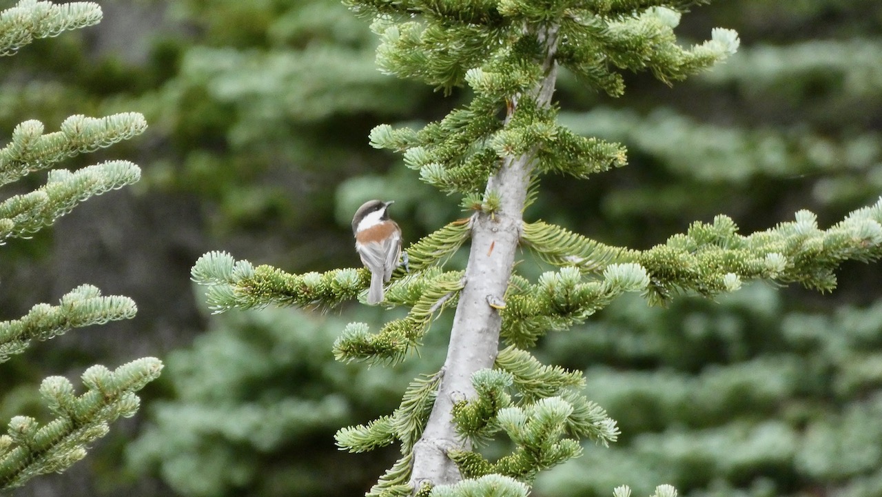 Chestnut-Backed Chickadee