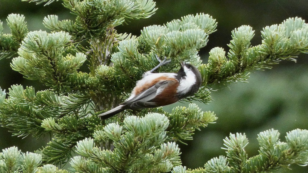 Chestnut-Backed Chickadee