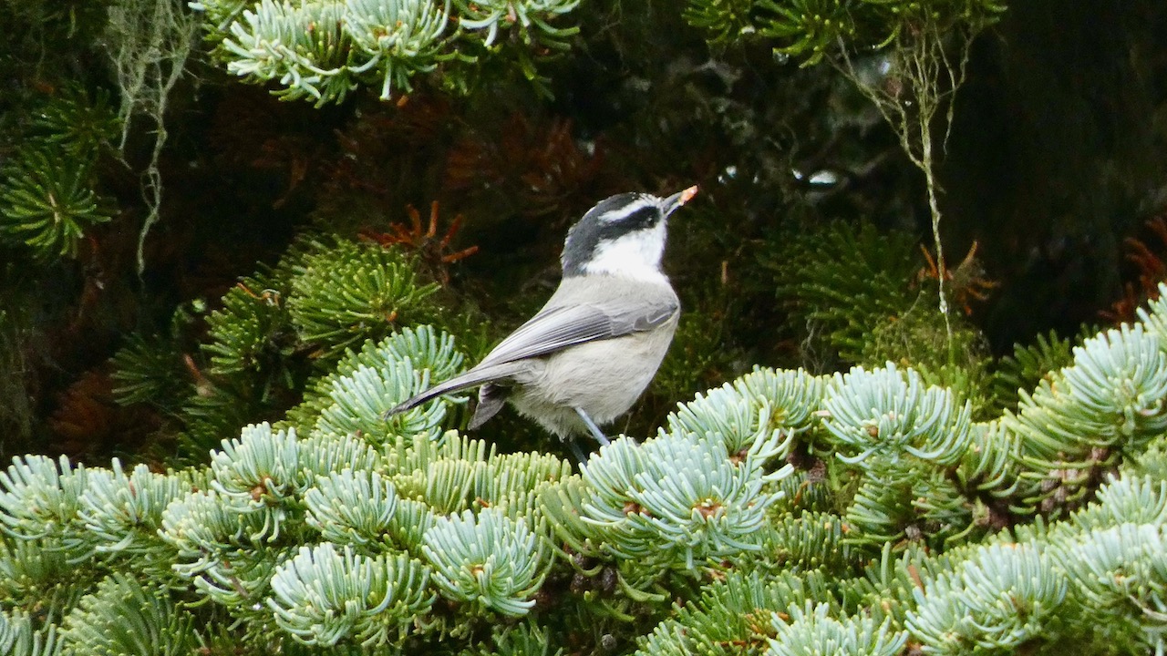 Mountain Chickadee