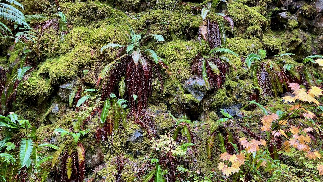 Ferns