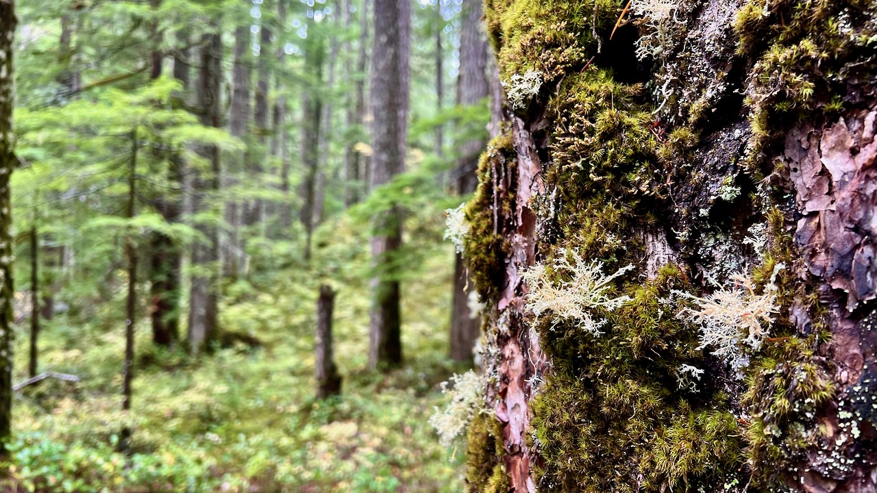 Tree bark covered in moss