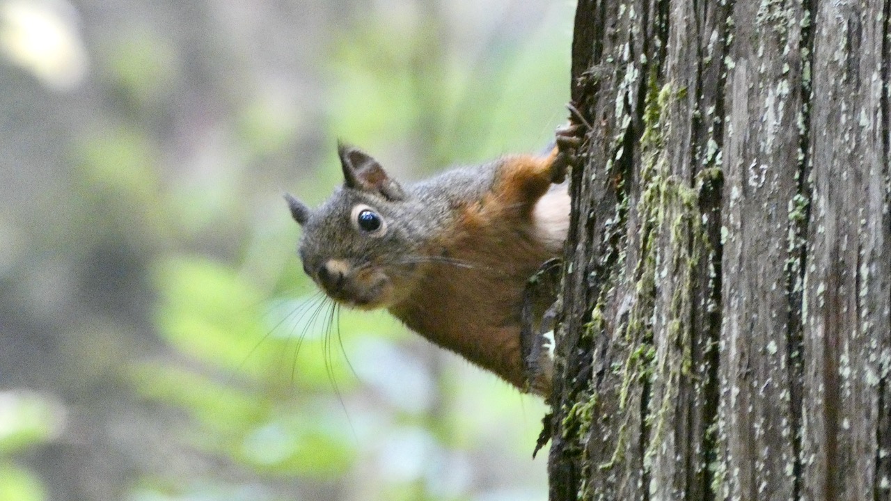 Squirrel