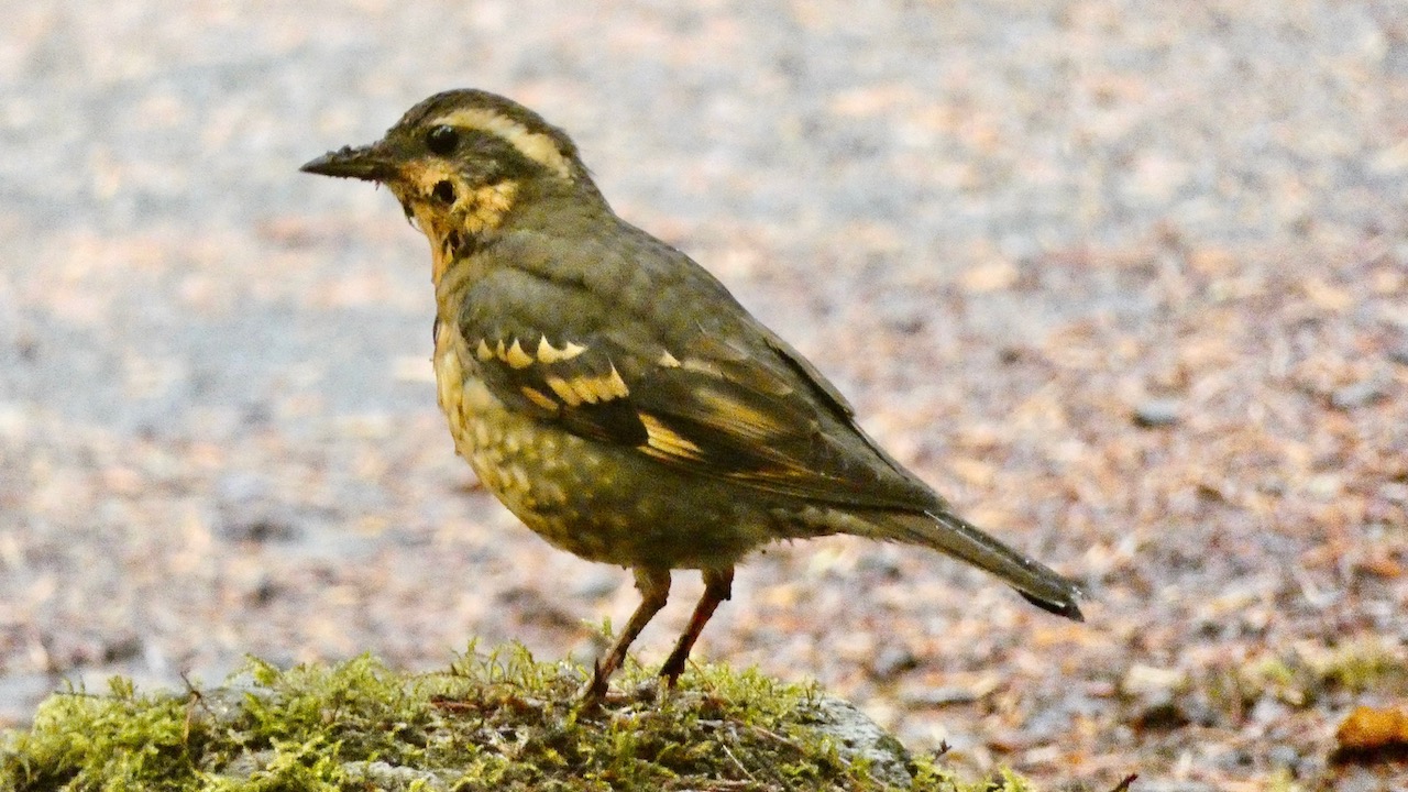 Varied Thrush