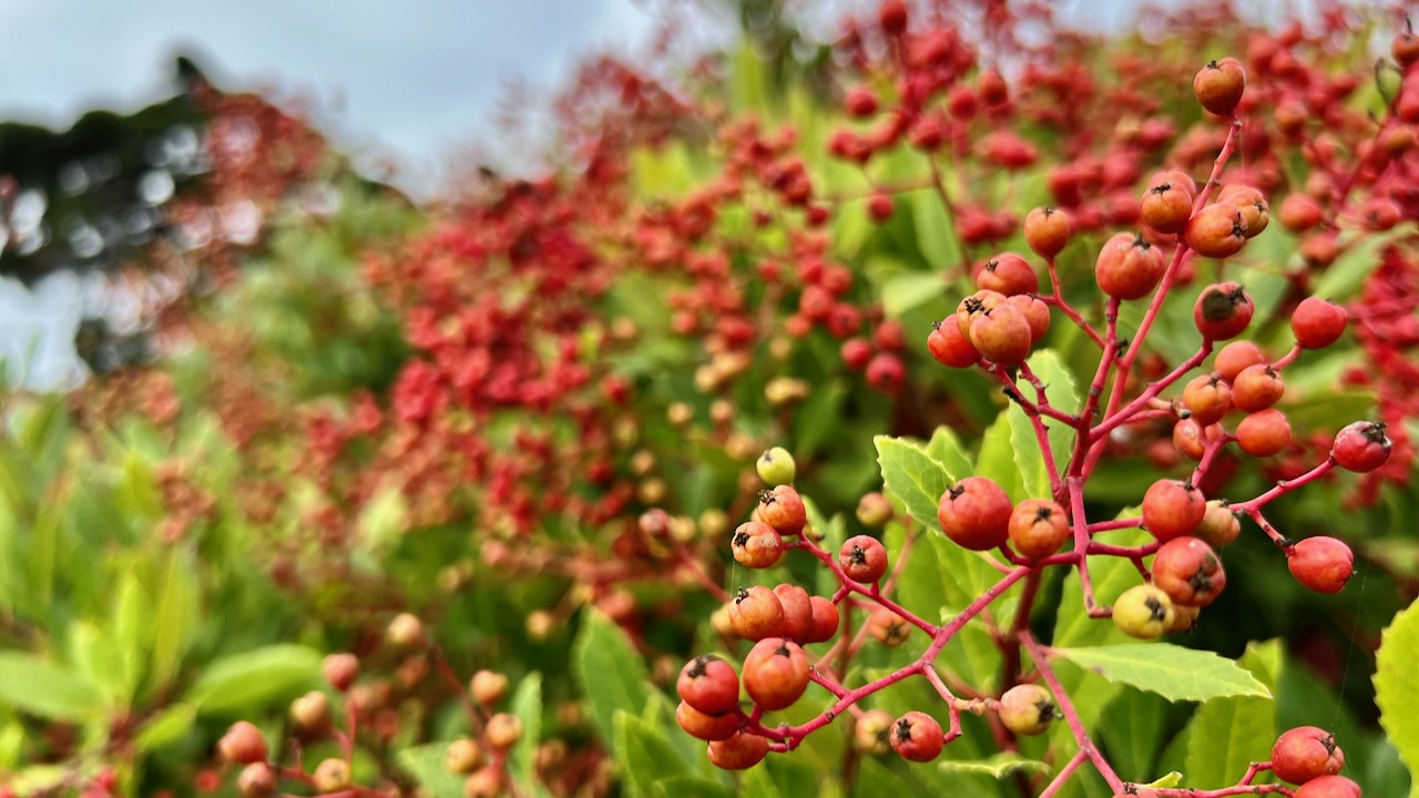 Toyon