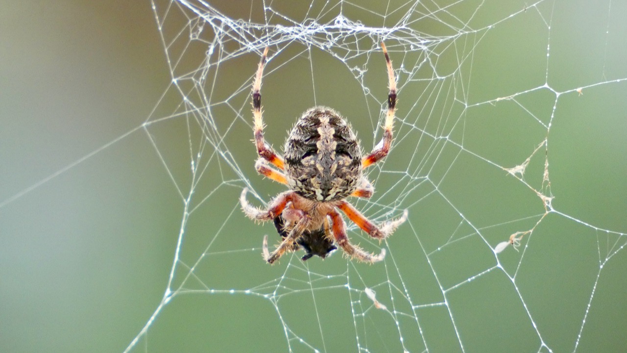 Spider