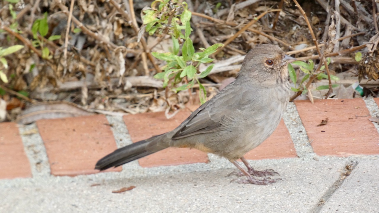 California Towhee