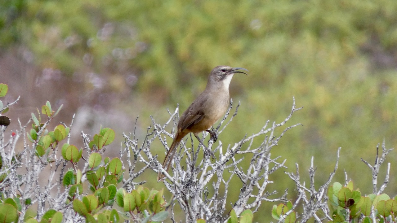 California Thrasher