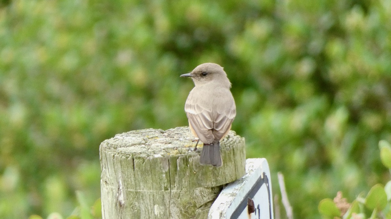 Say's Phoebe