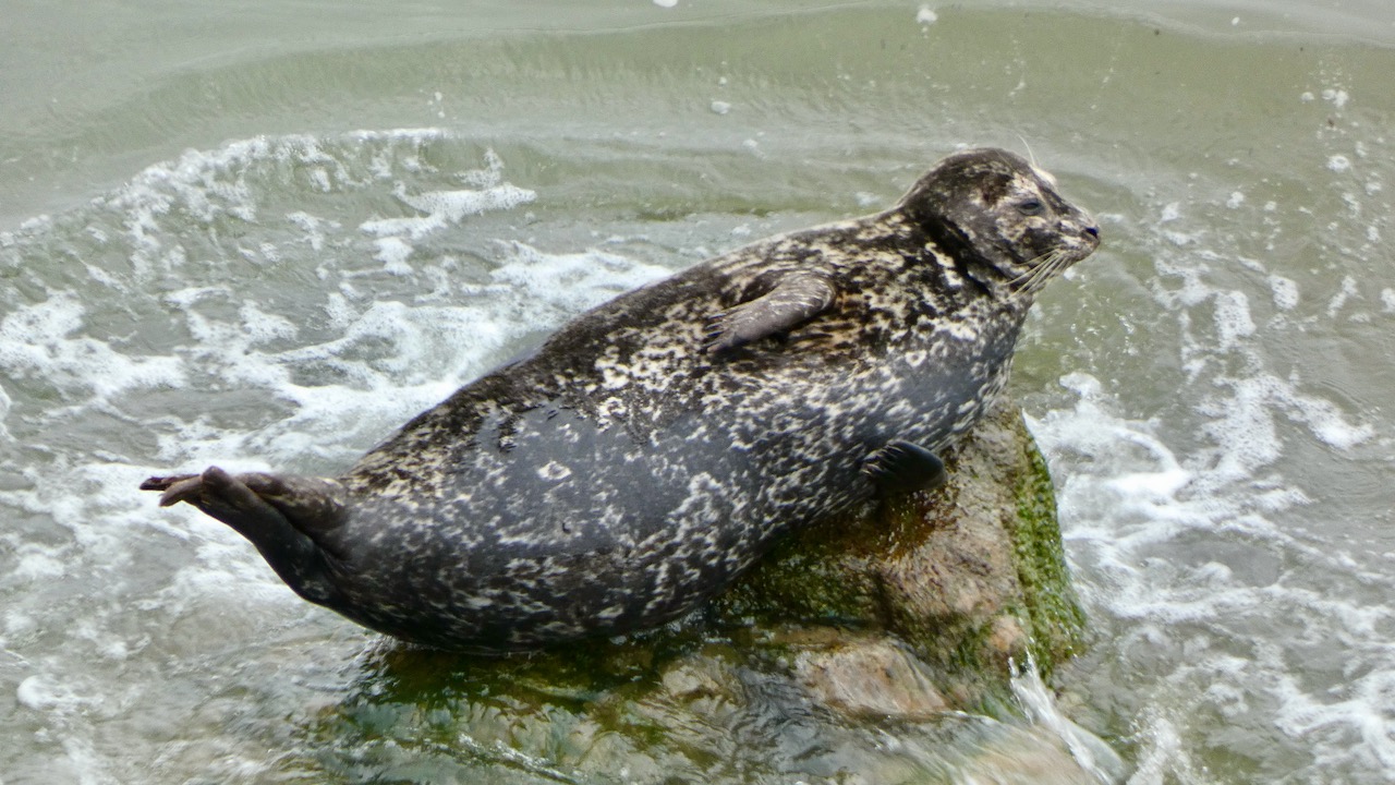 Seal