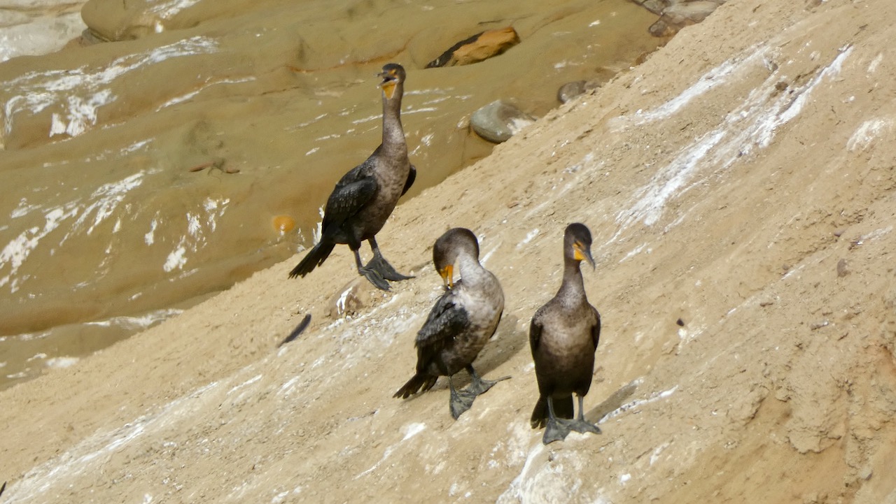 Double-crested Cormorants