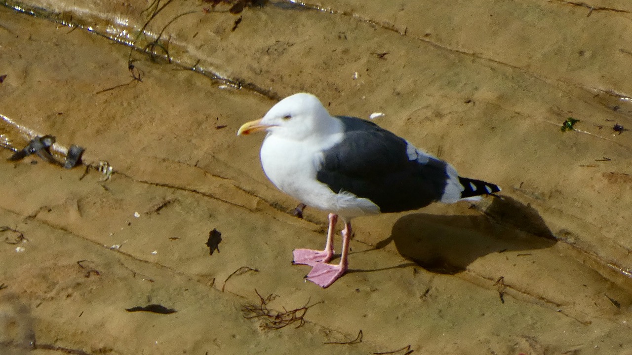 Western Gull